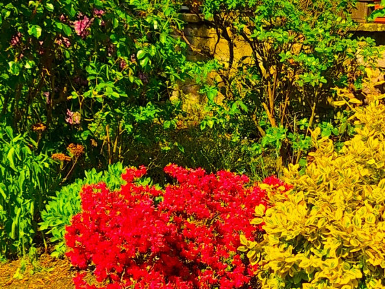 Farbenpracht im eigenen Garten