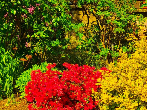 Farbenpracht im eigenen Garten