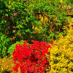 Farbenpracht im eigenen Garten