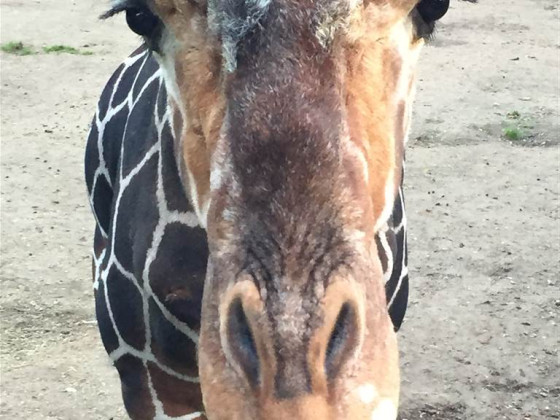 der giraffenflüsterer hirni im duisburger zoo