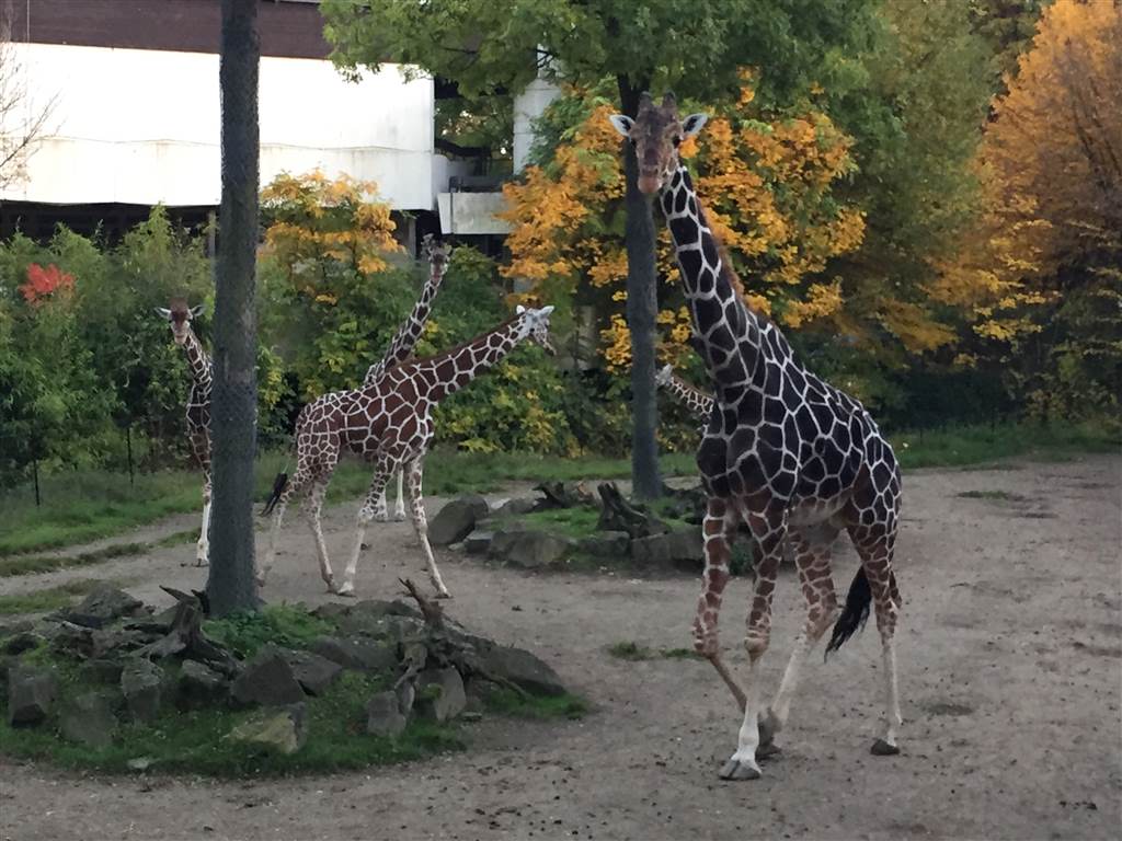 der giraffenflüsterer hirni im duisburger zoo