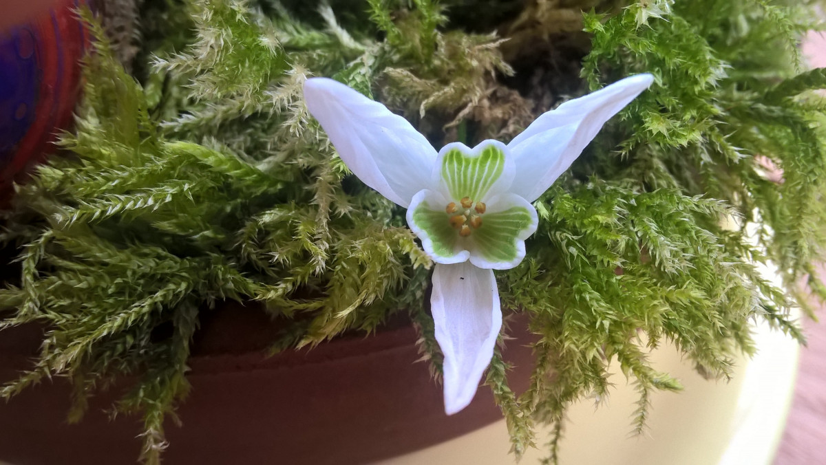 Schneeglöckchen - nicht einfach nur weiße Blüte