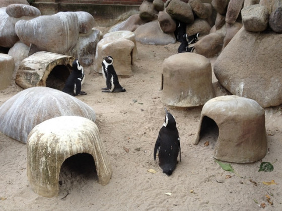 Pinguin-Pläuschen