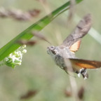 Taubenschwänzchen (1)