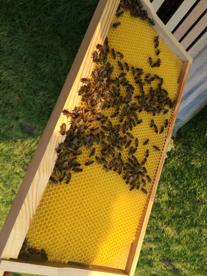Fleißige Bienchen