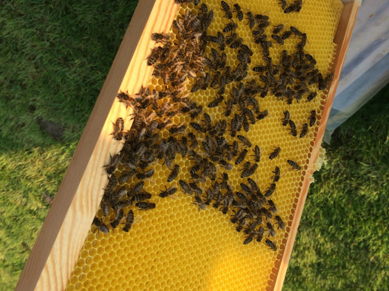 Fleißige Bienchen