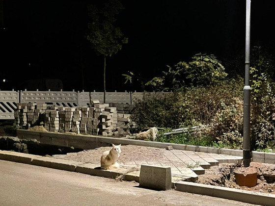 Weiße Katze in der Nacht