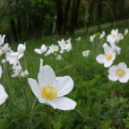 orchideen wanderung