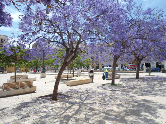 Jacaranda