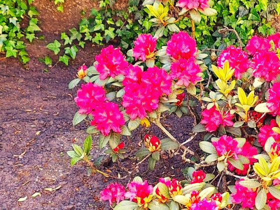 Farbenpracht im eigenen Garten