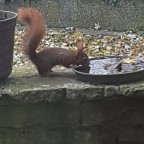 Besuch auf der Terrasse