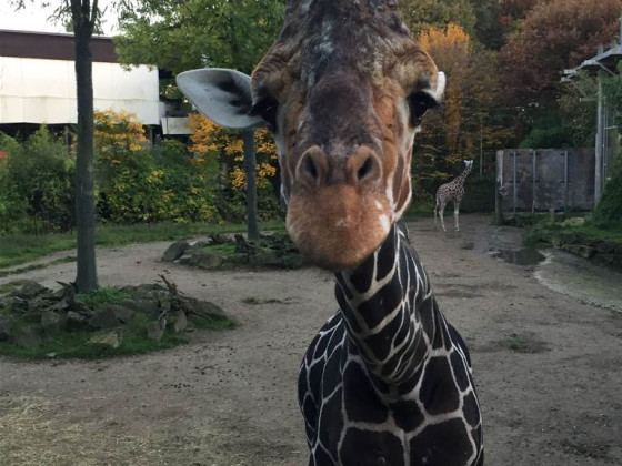 der giraffenflüsterer hirni im duisburger zoo