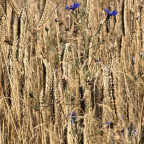 Sommer und das Bett im Kornfeld