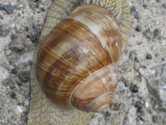 Schneckentempo