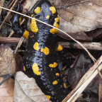 Feuersalamander