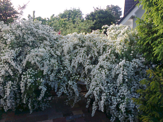 Spirea unbeschnitten