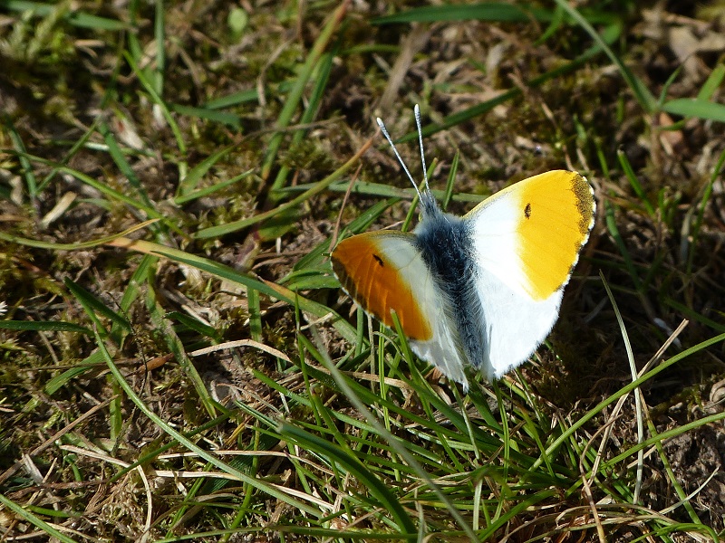 Ein anmutig zarter Schmetterling...